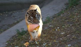 ZOO-HALLOWEEN etkinliğinin provası