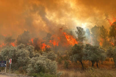 Muğla'nın Milas ilçesinde orman yangını!