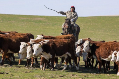 Türkiye, Kazakistan'dan hayvan ithalatı yasağını kaldırdı