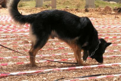 Köpekler Ukrayna'da mayın temizleme çalışmalarında önemli rol oynayacak